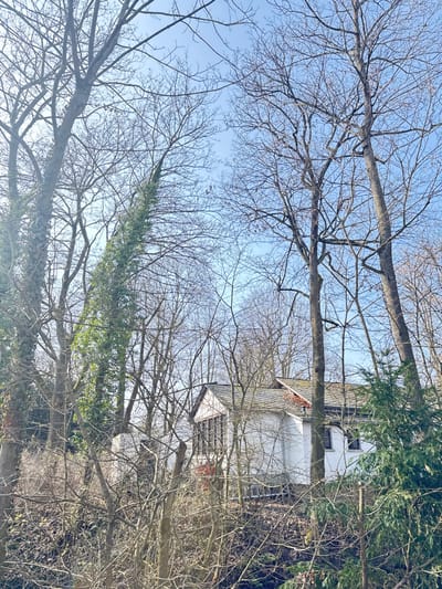 The image captures a residential building partially obscured by a dense collection of leafless deciduous trees and scattered evergreens, indicative of late winter or early spring in Bad Nauheim, Germany. A clear, bright blue sky occupies the upper third of the frame, with minor atmospheric haze visible in the upper left.
The foreground and midground are dominated by numerous tall, slender deciduous trees, their bare branches creating a complex skeletal network. A prominent tree on the left side features a thick trunk almost entirely covered in vibrant green ivy. Towards the lower right, a section of a green coniferous tree is visible.
A two-story structure, likely a house, is positioned on a sloping terrain, its white exterior walls and dark gray, multi-pitched roof visible through the tree canopy. The roof exhibits a distinct dormer or gabled section with an overhang, and reddish-brown foliage clings to a portion of its edge. The left facade of the building displays a series of vertical windows, while two smaller, rectangular windows with dark frames are observed on the right side of the structure. No individuals, animals, or specific activities are depicted in the scene. The ground beneath the trees consists of natural forest floor debris, including fallen branches and minimal undergrowth.