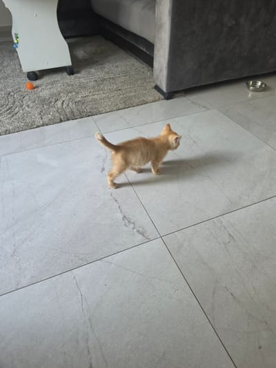 An orange tabby kitten is standing on a light grey tiled floor. The kitten is facing to the right with its tail held high. In the background, a grey carpet is visible, with a small orange ball on it. To the right of the carpet is a dark grey sofa. A metal pet bowl is also on the tiled floor near the sofa. The scene appears to be indoors, likely in a home. No specific details about the location in Daugėlaičiai, Lithuania, are discernible from the image.