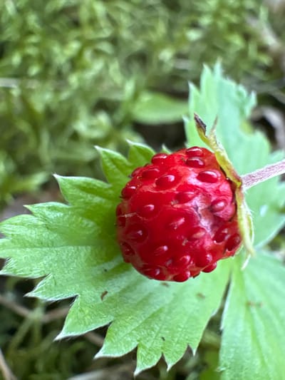 A close-up shot focuses on a single wild strawberry, its bright red surface textured with numerous seeds. The strawberry rests on a vibrant green leaf, which has serrated edges and a slightly fuzzy texture. A thin stem, tinged with purple, connects the strawberry to a stalk of fine, white hairs. The background is a blur of soft greens, suggesting foliage or moss, with hints of brown from what could be soil or bark. The overall impression is one of natural detail and subtle textures within a woodland or garden setting. The location is specified as Żurawiniec, Poland.