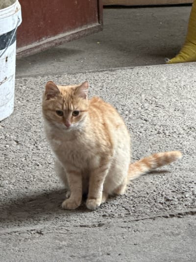 A domestic short-haired cat with orange and cream-colored fur is observed sitting on a grey, textured concrete surface in Kozlovets, Bulgaria. The cat is positioned centrally, facing slightly to the viewer's right with its head angled downwards, its gaze directed towards the ground immediately in front of it. Its ears are upright. To the far left of the frame, a weathered white plastic bucket with black markings and rust stains is partially visible. In the background, behind the cat, a reddish-brown door frame is present. To the far right in the background, a bright yellow, fabric-like object, possibly part of an article of clothing or footwear, is partially visible.