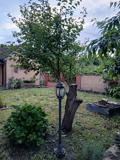 The image shows a residential backyard in Vita-Poshtova, Ukraine, on a cloudy day. A brick house with a tiled roof is visible on the left side of the frame. In the center of the yard, a large tree with green foliage stands prominently, next to a cut tree stump. A black garden lamp is positioned in front of the stump. To the left of the tree, a lush green hydrangea bush is in the foreground. A low brick wall with a decorative metal fence runs along the back of the yard, separating it from neighboring properties which are also visible. A raised garden bed with soil and some plant remnants is situated on the right side of the yard. The ground is covered with grass and scattered weeds. The overall scene depicts a somewhat unkempt but lived-in backyard.