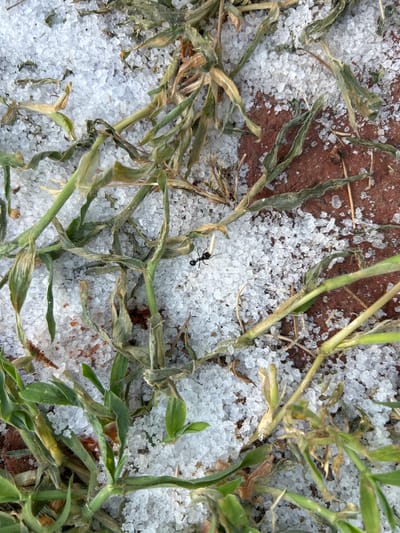 The image is an extreme close-up shot of a patch of ground covered in small hailstones and dry grass. A single black ant is visible in the center of the frame, walking across the hailstones and grass. The ground beneath the hailstones appears to be reddish-brown soil. The scene depicts the aftermath of a hailstorm, with the ant navigating the unusual terrain. The image does not provide any information about the city of Tordera, Spain, or any specific location within it.