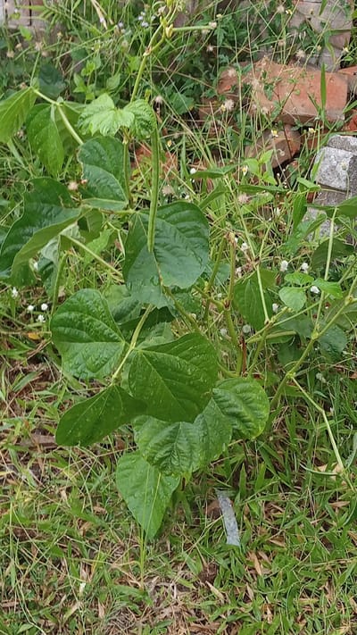 A bean plant with vibrant green leaves and long green pods is the central focus of this image, taken outdoors in a natural setting. The plant's leaves are large and somewhat glossy, with visible water droplets suggesting it may have recently rained or been watered. Several pods, elongated and characteristic of beans, are attached to the stem.

The plant is growing in an area with a lot of grass and other vegetation. Among the greenery, scattered red bricks and a rough, grey concrete block are visible, hinting at the presence of a man-made structure nearby. The ground is covered with dry grass and some smaller, lighter-colored flowering weeds.

The lighting suggests it is daytime, with the sun illuminating the scene. There are no people or animals visible in the image. The overall impression is of a plant growing in a somewhat unkempt, natural environment, likely a garden or an overgrown patch of land.

The image location is specified as the city of Cotjrat, Indonesia.