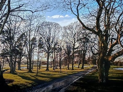 The image displays an outdoor park or natural landscape, located in Rehovot, Israel. The scene features numerous tall, bare deciduous trees, indicating a season of late autumn or winter. These trees cast prominent, elongated shadows across the grassy ground from a low-angle sun, suggesting either morning or late afternoon light. A winding dirt or gravel path, appearing damp or muddy in various sections, traverses the scene from the foreground into the middle ground. The sky visible through the tree canopy is blue with scattered white cumulus clouds. No individuals, animals, or artificial structures are present within the depicted area.