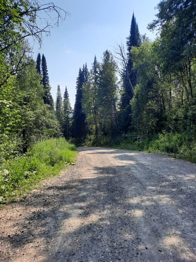The image shows a view of a dirt road winding through a forest. The road is made of gravel and dirt, with patches of sunlight and shadow from the trees. The trees are tall and lush, with a mix of evergreen and deciduous species. The sky is clear blue with a few wispy clouds. The scene appears to be in a natural, undeveloped area. The location is identified as the city of Zelënogorskiy, Russia.