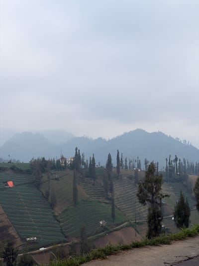 The image depicts a panoramic view of terraced fields on a mountainside in the village of Ngadas, Indonesia. The landscape is dominated by agriculture, with vibrant green crops meticulously planted in rows across the undulating terrain. Scattered throughout the scene are tall, slender trees, adding vertical accents to the rolling hills. In the middle ground, a cluster of buildings, including houses and what appear to be agricultural structures, are visible amongst the trees. The backdrop is a hazy mountain range, shrouded in a soft, diffused light, suggesting either early morning or an overcast sky. The foreground features a rough, grey path or road, with some dry grass and foliage along its edge. The overall impression is one of a rural, agrarian community nestled within a scenic, mountainous environment.