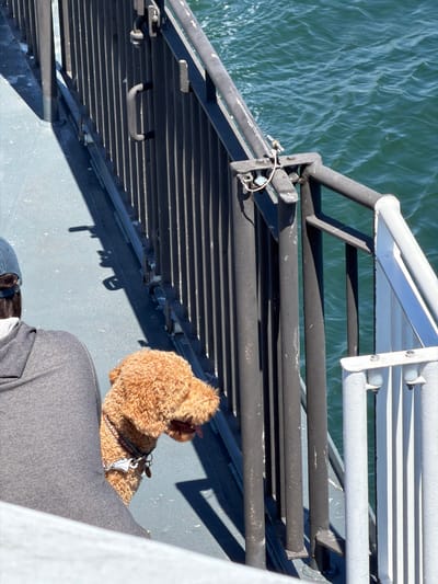 A medium shot captures a light brown poodle-mix dog looking to the right, with its tongue slightly out, as it stands next to a person from behind who is wearing a gray hooded sweatshirt and a blue baseball cap. The dog has a colorful patterned collar with a silver tag. They are on a boat, likely a ferry, given the presence of metal railings and the choppy blue water visible in the background. The deck of the boat is a light gray color. The image appears to be taken on a sunny day, as indicated by the strong shadows. The overall scene suggests a casual outing on the water in Delta, Canada.