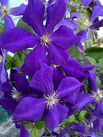 A close-up, eye-level shot captures a cluster of deep purple clematis flowers. The petals are richly textured, with a slightly velvety appearance and visible veins. In the center of each flower, delicate, cream-colored stamens radiate outwards. The flowers are densely packed, with some fully open and others in various stages of bloom, creating a sense of abundance. Green leaves are interspersed among the blossoms, providing a natural backdrop. The lighting suggests an outdoor setting, possibly a garden or park, with the sunlight highlighting the vibrant colors of the flowers. There is no indication of the city of Ventsy, Russia, or any specific location within it. The scene is devoid of people or any discernible human activity. The overall impression is one of natural beauty and the vivid display of flowering plants.