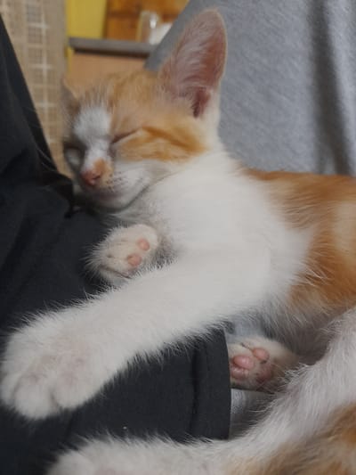 A close-up, eye-level shot captures a ginger and white kitten sleeping soundly. The kitten's eyes are closed, and its head is resting on a black fabric, likely clothing, which is draped over a grey, textured surface, possibly a blanket or upholstery. One of the kitten's paws is visible, with its pink toe beans softly pressed against the fabric. The kitten's fur is fluffy, with patches of orange and white. The background is blurred, but hints of a yellow object and a patterned surface suggest an indoor setting, possibly a home. The lighting appears to be natural, creating a soft ambiance. The overall mood is peaceful and serene, highlighting the kitten's comfort and sleep. There is no visible text in the image.