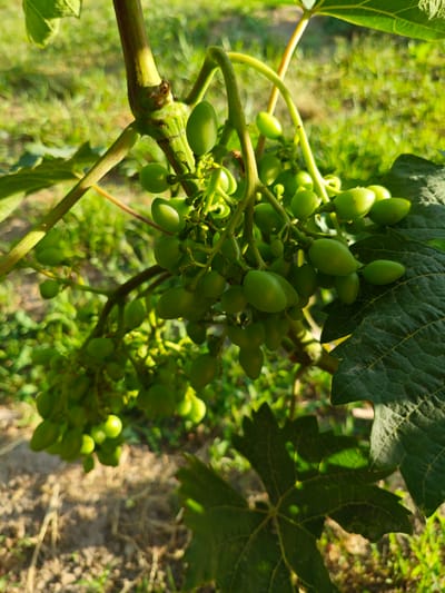 This is a close-up, eye-level, vertical shot of several unripe green grape clusters hanging from a vine. The grapes are oval-shaped and vary in size, with some clusters appearing denser than others. The vine has a woody stem with smaller green tendrils and is partially obscured by large, textured green leaves. The background is blurred, showing a sunlit outdoor scene with green foliage and patches of brown soil, suggesting a garden or vineyard setting. The lighting indicates it is daytime, likely late afternoon or early morning, due to the warm, golden hue of the sunlight casting shadows and highlighting the grapes and leaves. There is no visible text in the image. The location is identified as Belbulak, Kazakhstan. The overall mood is serene and natural, focusing on the early stages of fruit development.