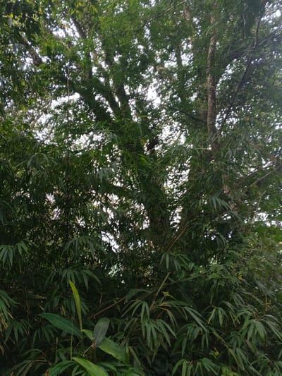 The image captures a dense, lush forest scene, predominantly featuring tall trees and abundant bamboo. In the upper and mid-ground, substantial trees with moss-covered trunks and branches rise, their canopies thick with green foliage. Below and interwoven with these larger trees is a significant presence of bamboo, identifiable by its long, slender leaves forming dense clusters. Various other broad-leafed plants contribute to the verdant undergrowth.

The sky is visible through gaps in the dense canopy, appearing bright and diffused, suggesting daylight conditions, possibly under an overcast sky or during early morning/late afternoon with indirect sunlight filtering through. The overall lighting is soft, highlighting the various shades of green in the abundant vegetation.

There are no visible human subjects, animals, or man-made objects, indicating an undisturbed natural environment. The scene is static, depicting the natural state of the woodland. The rich, diverse plant life aligns with the typical ecology of mountainous and forested regions like Doongdoongnyelsa Norbooding, Bhutan. The image conveys a sense of wildness, tranquility, and natural beauty. No text is visible in the image.