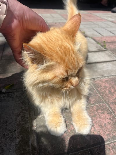 A close-up, eye-level shot shows a ginger cat with its head bowed, its face turned slightly to the right. A human hand with a pink smartwatch is gently stroking the cat's head. The cat has long, fluffy fur and prominent white whiskers. The background consists of a paved surface with rectangular bricks in shades of pink and grey, suggesting an outdoor urban setting. Sunlight casts a shadow of the cat and the person's hand onto the pavement. There are small patches of green vegetation growing between the bricks. The image appears to have been taken during the daytime, with bright sunlight creating strong contrasts. The location is identified as Vasylkiv, Ukraine, an urban area with paved public spaces.