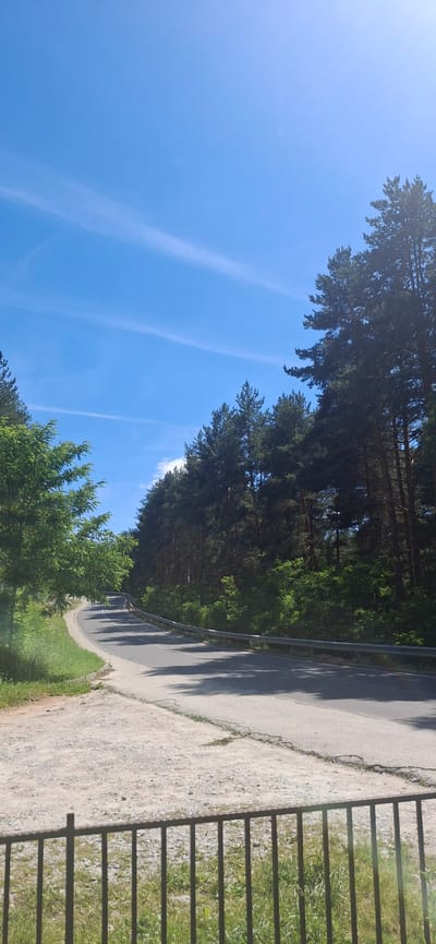 A paved road curves to the left through a forested area under a bright blue sky with thin white clouds. On the right side of the road, tall, dark green pine trees line the embankment, casting shadows on the asphalt. On the left side of the road, the embankment is covered in green grass and lighter green foliage, with a dusty, gravelly shoulder leading to a simple metal fence in the foreground. The scene appears to be a rural or natural setting, possibly a scenic route or park entrance. The time of day is likely midday due to the bright sunlight and distinct shadows.