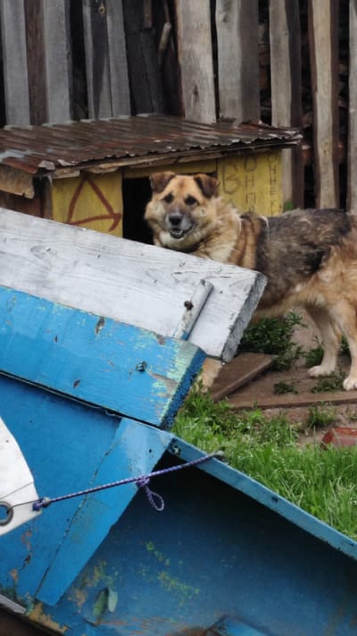 A medium-sized, tan and brown mixed-breed dog stands outdoors near a weathered wooden structure with a corrugated metal roof. The dog is facing slightly to the left, with its mouth open, appearing to pant or smile. Behind the dog, the structure has yellow walls with red markings. In the foreground, a blue object, possibly part of a boat or structure, is visible, with a purple rope tied to it. The environment appears rustic and outdoors, with grass and dirt visible. The scene is set in Yurla, Russia.