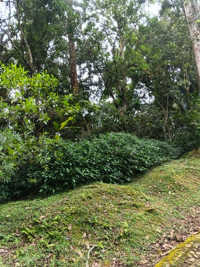 The image displays a dense, natural green environment located in Tây Ninh, Vietnam. The foreground features an undulating earthen slope covered extensively with bright green moss, interspersed with patches of grass and small ferns, with scattered dry leaves visible. A darker strip of ground, possibly damp, with some moss, runs along the bottom right edge. In the midground, a uniform, dense hedge of dark green broadleaf shrubs extends horizontally across the frame; faint pink flowers are discernible within this foliage. To the left of the hedge, additional layers of lighter green, bushy foliage from smaller trees or tall shrubs are present. The background consists of a thick forest canopy composed of numerous tall trees with visible trunks and branches, densely covered in green leaves. Patches of bright sky are visible through gaps in the upper foliage, indicating natural daylight with diffuse or dappled lighting. No people, animals, or man-made objects are visible within the scene. The overall environment appears undisturbed and lush.
