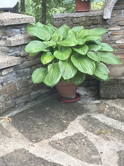 This image captures a lush, vibrant green Hosta plant, likely thriving in a garden or courtyard setting in Sushina, Bulgaria. The plant, with its numerous large, heavily ribbed leaves, dominates the left and center of the frame. It appears to be growing from a terracotta-colored pot, which is partially visible and nestled into a crevice of a rustic stone wall or terraced structure.

The stone work features irregularly shaped, dark-toned blocks or rocks, providing a textured backdrop for the plant. To the right, a paved or natural stone ground surface displays a pattern of lighter, almost white, lines against a darker gray, textured base. In the upper left background, glimpses of green foliage and tree trunks suggest a broader natural environment beyond the immediate stone structures. The scene is bathed in natural light, indicating daytime with fair weather conditions. No people are present, and no specific activity is taking place, contributing to a tranquil and natural aesthetic. There is no visible text in the image.