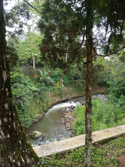 A stream flows through a lush, green landscape. Trees frame the view, with textured bark visible on the left and right. A concrete edge borders the stream's bank. The water flows around rocks, creating small white rapids. Dense vegetation covers the surrounding hillsides, including ferns and banana trees. A building is partially visible in the distance. The scene conveys a sense of natural beauty and tranquility.