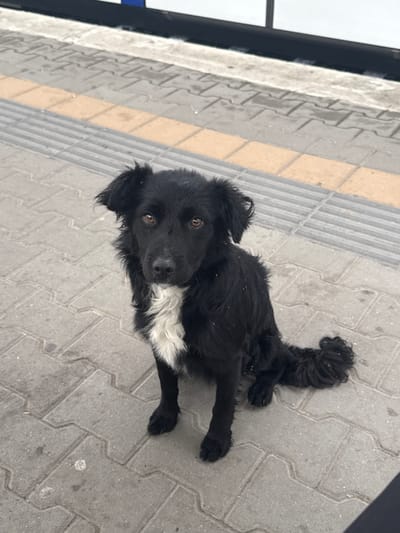 A black, medium-sized dog with shaggy fur, a white chest patch, and brown eyes sits on a paved, interlocking stone sidewalk. The sidewalk is bordered by a yellow and grey textured strip, suggesting it is part of a public walkway, possibly a train platform, given the dark structure in the background. The dog is facing the camera, with its head slightly tilted. The tail is curled and rests on the ground. The environment appears to be outdoors in an urban setting.
