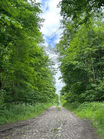 This image depicts a cobblestone road winding uphill through a dense forest. The road is bordered by lush green trees on both sides, creating a canopy overhead that partially obscures the bright, cloudy sky. Small white flowers are visible in the grass along the edges of the road. The scene appears to be a natural landscape, likely a path or trail, with no human presence or visible structures. The location is identified as Хаценчыцкі сельскі Савет, Belarus.