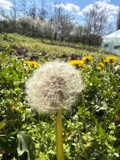 The image shows a dandelion seed head in a grassy area. Yellow dandelions are visible amongst the grass. In the background, bare trees, a blue sky, and a structure are seen. The location is Kriva Bara, Bulgaria.