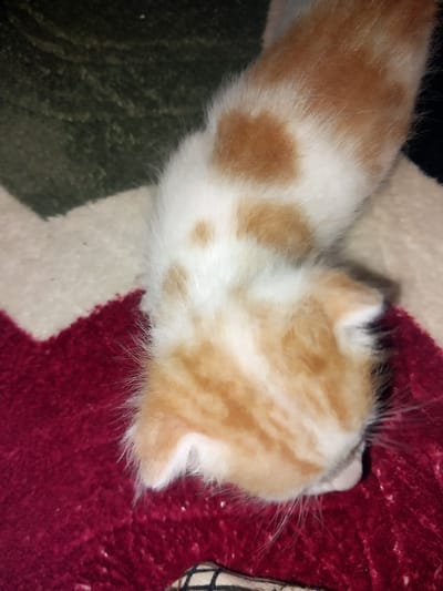 An orange and white kitten is lying on a red surface, with its head down. The kitten's fur is short and soft. The background is blurry, but appears to be a dark green blanket or rug. There are no people or other animals visible in the image. The location of this image in Labissa, Indonesia is unknown.