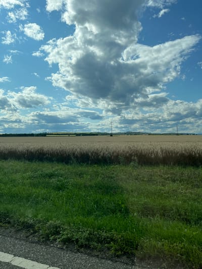 A vertical, eye-level, outdoor shot captures a vast, golden field of wheat under a partly cloudy sky. In the foreground, a strip of vibrant green grass lines the edge of a paved road with a white stripe. The middle ground is dominated by the expansive wheat field, stretching towards the horizon. In the distance, a line of trees marks the edge of the field, with rolling hills and more trees visible beyond. Two tall, slender electrical pylons stand out against the landscape, one to the left and another further to the right. The sky is a brilliant blue, adorned with dramatic, white and gray clouds that cast shadows over the scene. The overall impression is one of rural tranquility on a bright, possibly windy day, with the golden wheat field suggesting it is late summer or early autumn. The image does not depict any people or animals, nor any discernable action.
