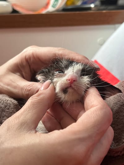 The image shows a close-up of a very young, wet kitten being held by two human hands. The kitten has black and white fur and appears to be very small, with its eyes partially open. The hands are gently cradling the kitten's head, with one hand supporting its chin and the other near its ear. The kitten is lying on a soft, brown textured surface, possibly a towel. The background is blurred but suggests an indoor setting with some shelving or furniture visible at the top. There is no indication of the location being in Kubanskii, Russia.