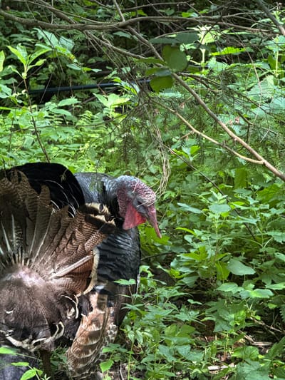 The media file is a photograph of a wild turkey situated within dense green foliage. The turkey is positioned in the lower right quadrant of the image, facing left and slightly upwards. Its head and neck are a vibrant reddish-purple, with a wattle visible. The turkey's feathers are a mix of dark iridescent colors and earthy browns with distinct patterning, particularly on its fanned tail feathers which are prominently displayed. Its body is partially obscured by branches and leaves, suggesting it is camouflaged within its natural habitat.

The setting is a natural, overgrown environment, likely a forest or wooded area, characterized by a profusion of green leaves and thin, tangled branches. The lighting suggests it is daytime, with dappled sunlight filtering through the leaves, creating areas of light and shadow. The overall impression is one of a wild creature in its natural environment, possibly resting or displaying. There is no visible text in the image. The location context provided is Klemyatino, Russia.
