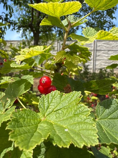 The image shows a close-up view of a red currant bush with several bright red berries clustered together. The berries are round and translucent, with small stems connecting them to the branch. The bush has large, green, serrated leaves, some of which are illuminated by sunlight. In the background, out of focus, there is a light-colored fence, trees, and a bright blue sky. The setting appears to be an outdoor environment, likely a garden or yard, given the presence of the bush, fence, and trees. The image is taken from a low angle, looking up at the berries. The overall impression is of a natural, sunlit scene, possibly during the summer. The location of Давыдовка, Ukraine, is mentioned in the prompt but is not discernible from the visual information in the image itself.