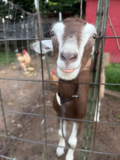 A brown and white goat is in the foreground, looking directly at the camera. It is behind a wire fence. The goat has its mouth slightly open, with its pink tongue visible. Behind the goat, two chickens are visible in a fenced-in area. The ground is dirt and there are some scattered yellow objects, possibly food. In the background, there is greenery and a red building. The scene appears to be outdoors.