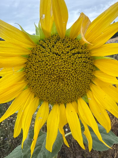 This is a close-up, low-angle outdoor shot of a sunflower in Hattendorf, Germany. The sunflower, a common sight in fields and gardens, displays its characteristic large yellow petals and dark, seed-filled center. The background is a soft blur of sky and foliage, suggesting a natural or agricultural setting. The focus is entirely on the sunflower, with its vibrant colors and intricate details. The image captures the beauty and simplicity of nature.
