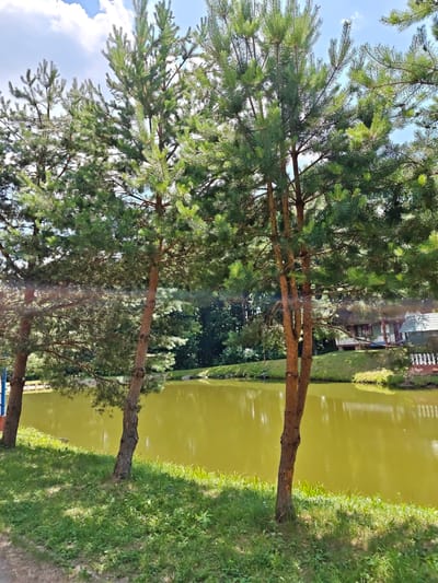 This is a landscape photograph taken on a sunny day in Sosny, Ukraine. The scene features a calm body of water, likely a lake or pond, with a yellowish-green hue. The water's surface reflects the surrounding trees and the blue sky with scattered white clouds.
In the foreground, several pine trees stand tall, their green needles contrasting with the brown bark of their trunks. The trees are casting shadows on the grassy bank that slopes down to the water's edge. The grass is lush and green, with some patches of sunlight filtering through the tree canopy.
In the background, across the water, there is a glimpse of buildings with red roofs, suggesting a residential area or a park. White railings and a fence are visible near the buildings, adding a touch of architectural detail to the natural setting. Dense green foliage of other trees forms a backdrop behind the buildings and further into the distance.
The overall impression is one of a peaceful, natural environment on a bright, clear day. The sunlight indicates it is likely daytime, possibly late morning or early afternoon. There is no visible text in the image.