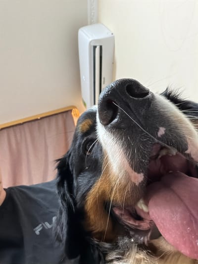 The media file is a close-up, upside-down shot of a dog's face. The dog appears to be a Bernese Mountain Dog, with its characteristic black, white, and tan markings visible. Its mouth is open, revealing a large pink tongue and some saliva. The dog's wet nose and whiskers are also prominent. In the background, there is a white air conditioning unit mounted on a wall, and a section of what appears to be a golden-framed picture or mirror. The overall setting seems to be indoors. The lighting suggests daytime. The dog's expression could be interpreted as panting or excited. There is no visible text in the image. The context of "Чёрная, Russia" indicates the geographical location where the image was taken.