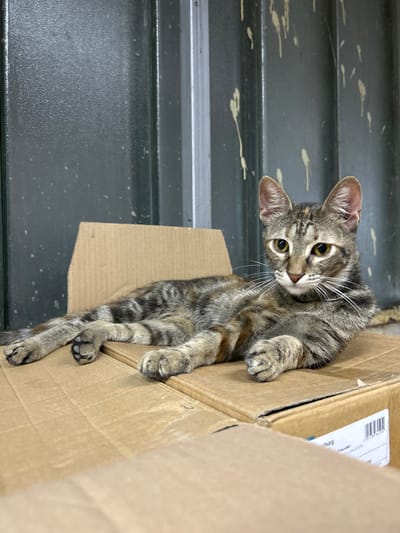 A young, tabby cat with a mottled brown and grey coat and yellow eyes is lying on top of two stacked cardboard boxes. The cat is positioned to the right of the frame, facing left with its body extended. Its front paws are resting on the top box, and its back legs are stretched out on the box beneath. The cat appears relaxed. The background consists of a corrugated metal wall with streaks of a yellowish substance running down it. The setting suggests an industrial or storage area. The image does not provide any information to indicate the location within the city of Struma, Bulgaria.