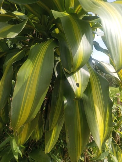 The image displays a close-up, vertical perspective of variegated plant foliage, located in Đăk Pxi, Vietnam. Multiple broad, strap-like leaves are visible, characterized by a dark green base color with prominent longitudinal stripes of yellow-green. Sunlight illuminates the scene from the upper right, creating varying highlights and shadows across the leaf surfaces. One leaf, positioned in the mid-right section of the frame, exhibits a distinct small, roughly oval-shaped hole. Other leaves show minor tattering along their edges. The background is blurred, revealing additional green foliage and a bright sky. No individuals, explicit actions, or direct interactions are depicted.