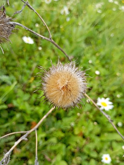 A dried thistle seed head, light brown and spiky, is centrally located in the foreground of the image, set against a blurred green background of grass and small white flowers. A thin, grey branch extends from the upper left, crossing over the seed head and partially obscuring it. Another thin branch, lighter in color, originates from the lower left and extends to the right, passing beneath the seed head. The overall environment suggests an outdoor, natural setting, possibly a field or meadow. The image does not contain any people or specific location details for Nizhnii Koz'myash, Russia.