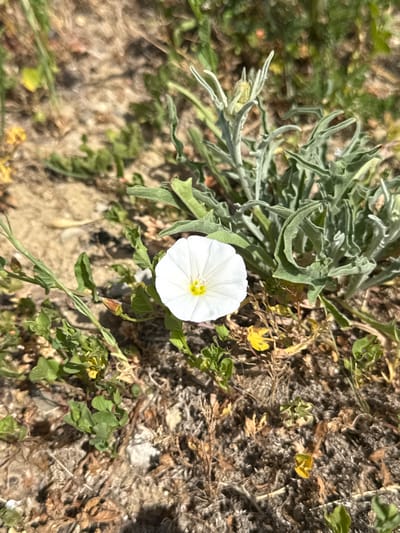 The image displays a close-up, ground-level view of diverse flora in Valle de Elorz / Elortzibar, Spain, under direct natural light. A single, open white flower, approximately 3-4 cm in diameter, is prominently featured slightly below the center. It exhibits five fused petals and a bright yellow reproductive center. Adjacent to and above the white flower, towards the upper right, is a plant with distinctive greyish-green, deeply lobed leaves that appear to have a fine, fuzzy or woolly texture; a tightly closed bud is visible near its top. The immediate ground consists of dry, light brown soil interspersed with small, light-colored stones and scattered organic debris, including withered plant material. Various smaller green plants with differing leaf morphologies are sparsely distributed across the foreground and background. No individuals, animals, or artificial structures are depicted. The white flower is sharply in focus, while the surrounding environment exhibits a shallow depth of field.