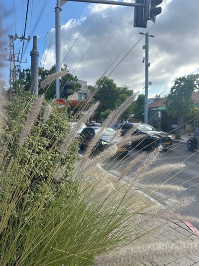 The image depicts a street scene in Kfar Shmaryahu, Israel. In the foreground, tall ornamental grasses with fluffy seed heads are in sharp focus, obscuring parts of the background. Behind the grasses, a sidewalk with paving stones is visible, bordered by a curb. Across the street, two dark-colored cars are parked, and a motorcycle is also present. A traffic light stands tall on a pole. The environment suggests an urban or suburban setting with residential buildings and trees in the distance. The sky is partly cloudy.