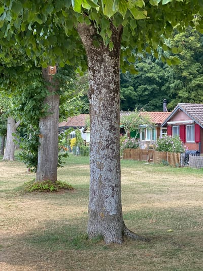 A ground-level, eye-level outdoor, vertical shot captures a tree in the foreground, its bark textured with gray lichen. To the left, a birdhouse is affixed to another tree, partially obscured by lush green foliage. In the background, a row of charming, small houses with reddish-brown tiled roofs are visible. The houses feature windows, one with red shutters, and are bordered by low, rustic wooden fences and flowering bushes. The environment consists of dry, golden grass with patches of green, suggesting a sunny, possibly late summer or early autumn setting. Dense, dark green trees form a backdrop behind the houses. The overall scene evokes a peaceful, natural setting within a residential area. The image was taken in Laténa, Switzerland.