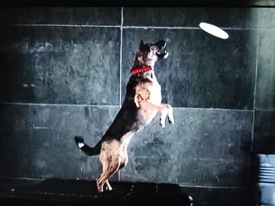 A German Shepherd dog leaps in the air, attempting to catch a white frisbee. The dog is wearing a red collar with white accents. Its mouth is open, as if in anticipation of catching the frisbee, which is visible in the upper right portion of the frame, mid-flight. The background appears to be a tiled wall, possibly in an indoor setting or an outdoor urban environment. The lighting suggests it could be daytime, but there are no clear indicators of natural light. The dog's posture conveys athleticism and focus on the task of catching the frisbee. The overall scene is dynamic and captures a moment of play or training.