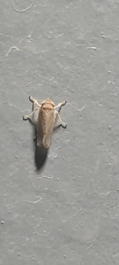 A light brown insect, possibly a leafhopper, is positioned on a textured gray surface, casting a dark shadow beneath it. The insect is oriented with its head pointing upwards and its legs spread outwards, gripping the surface. The gray surface exhibits a rough, slightly uneven texture with subtle variations in shade. There are no other visible subjects, objects, or environmental features in the immediate vicinity. The location is described as Shaydon Town, Tajikistan, though this is not discernible from the image itself.