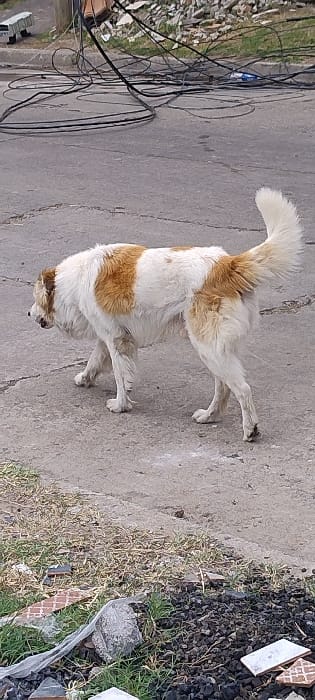 A medium-sized dog with white and light brown (tan) fur stands on a paved surface in an outdoor setting, likely in San Fernando, Argentina. The dog has prominent tan patches on its back, sides, head, and tail, and its fur appears somewhat scruffy. Its head is lowered, suggesting it is sniffing the ground or looking downwards, while its tail is curled slightly upwards.

The ground beneath the dog is a grey concrete or asphalt surface with minor cracks and lighter marks. To the left of the dog, a tangled mass of black electrical or communication cables lies strewn across the ground, leading towards a rough patch of land with sparse vegetation and general debris. A white vehicle, possibly a van or truck, is partially visible in the distant background, hinting at a street or open area. To the right of the dog, the paved surface gives way to a strip of dry, yellowish grass and dirt that is littered with various pieces of debris, including broken white and reddish-brown tiles and small stones. The scene is illuminated by diffused daylight, indicating fair weather. There is no visible text within the image.