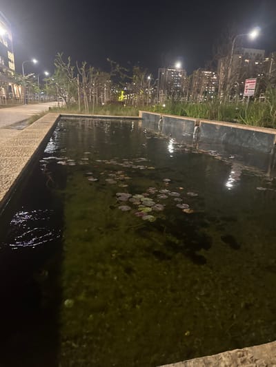 A nighttime view of a long, rectangular pond filled with water and aquatic plants. Lily pads float on the surface, reflecting faint light. The pond's edge is lined with stone. Beyond the pond, trees and buildings are visible, illuminated by streetlights. The scene has a dark, quiet, and somewhat serene atmosphere.