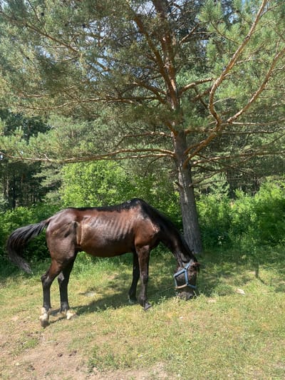 A dark brown horse with a visible ribcage, wearing a blue halter, is grazing in a grassy clearing under the shade of a large pine tree. The horse's head is lowered to the ground, and its tail is extended. The environment is a forest with dense green foliage and pine trees. The lighting suggests it is daytime. The location is stated to be in the city of Ridder, Kazakhstan.