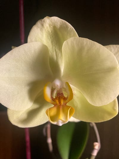A close-up, eye-level shot captures a pale yellow orchid bloom against a dark background. The flower's center features a prominent yellow lip with red markings and delicate white accents. Its petals, soft and rounded, exhibit subtle textures and shadows. To the left, a thin, dark pink stem or support is visible, partially obscured by the flower. To the right, a blurred green leaf and a portion of a thin, light-colored stem are present, suggesting the flower is part of a larger plant. The overall lighting highlights the luminescence of the petals, casting soft shadows that emphasize the flower's three-dimensional form. The location of this scene is in Матыкальскі сельскі Савет, Belarus, specifically within a domestic setting, likely a home environment where houseplants are cultivated.