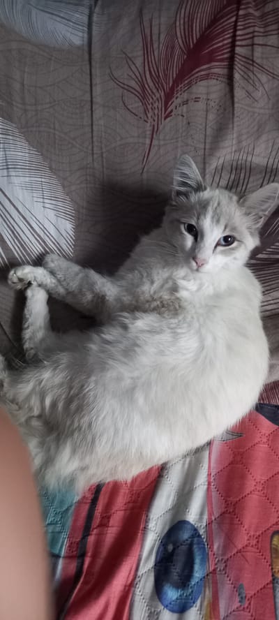 A light-colored, long-haired cat with blue eyes lies on a bed. The cat's fur is primarily white with some gray markings on its head and ears. The cat is lying on its back with its paws crossed. The bedspread has a pattern of feathers and wavy lines in shades of brown and white, with a section of a colorful striped pattern featuring red and blue elements. The background is a bed. There is no information about the location in the city of Andzhero-Sudzhensk, Russia.
