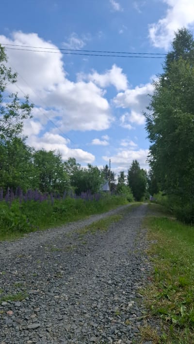A gravel path winds through a rural landscape under a bright blue sky with scattered white clouds. Lush green trees and a line of purple lupine flowers flank the left side of the path. In the distance, a few structures, including what appears to be a house with a dark roof and a tall pole, are visible amongst the trees. The right side of the path is bordered by dense green grass. Two faint power lines are strung across the sky. The scene appears to be in the city of Novovilgovskoye Sel'skoye Poseleniye, Russia.