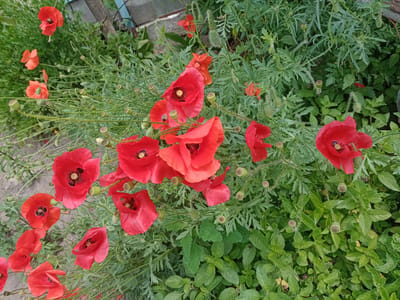 A cluster of vibrant red poppies bloom amongst lush green foliage in a garden setting. The flowers, with their delicate petals and dark centers, are the dominant subject. They are accompanied by numerous poppy buds in various stages of development, some fuzzy and closed, others partially open. The background consists of dense green leaves and stems, creating a natural and slightly wild environment. The scene is captured from a high-angle perspective, looking down onto the flowers and plants. The image suggests a sunny day, as indicated by the bright colors and the overall clarity of the scene. The presence of a weathered wooden fence and a hint of grey gravel on the ground suggests the garden is likely in a residential area or park. The specific location in Shostka, Ukraine is not discernable from the visual information alone, but the natural elements point to an outdoor, possibly rural or semi-rural, setting.