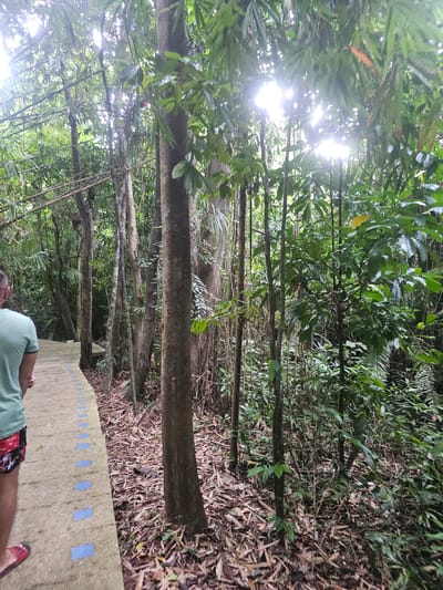 An eye-level, medium shot captures a person's back as they walk on a paved pathway through a lush, green forest in Tambon Khlong Thom Nuea, Thailand. The pathway, made of concrete with a pattern of blue rectangular markers, curves to the left and is lined with fallen leaves and foliage. Tall trees with thick trunks and dense green leaves dominate the scene, with sunlight filtering through the canopy, creating a bright, almost hazy effect. The person, wearing a green t-shirt and patterned shorts, is walking away from the camera, towards the denser part of the forest. The environment suggests a tropical rainforest setting, likely a nature trail or park.