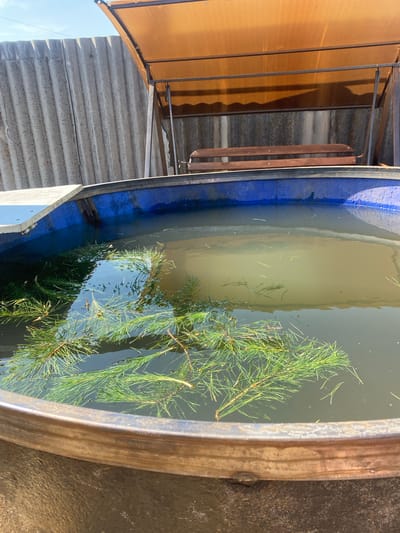 In Mamontovo, Russia, a close-up shot reveals the edge of a large, round, dark-colored basin filled with murky water. Several green pine branches float on the surface of the water. In the background, a corrugated metal fence runs vertically, and a brown canopy structure with a wooden bench underneath is visible. The sky is clear and blue.